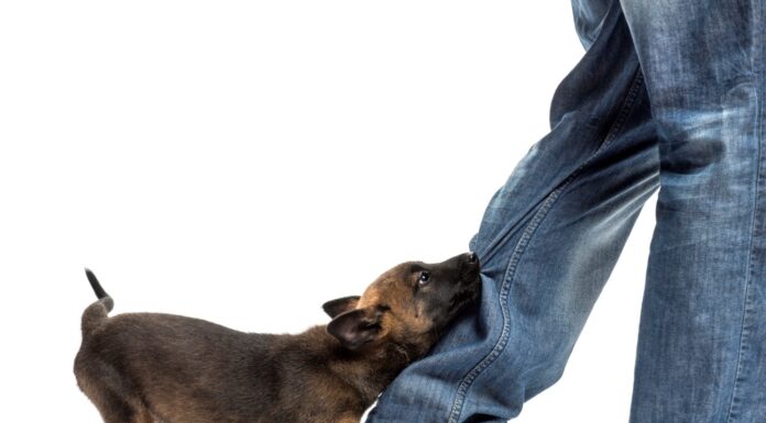 5 Reasons You Should Get A Lawyer For A Dog Bite