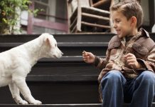 Educating Your Children How to Behave Around Stranger Dogs!