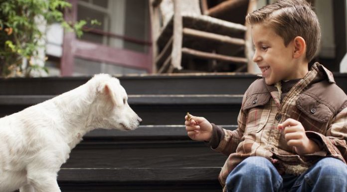 Educating Your Children How to Behave Around Stranger Dogs!