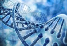 DNA Testing And Child Support: How Paternity Tests Can Affect Legal Obligations