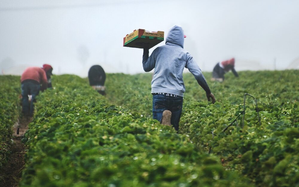 The Dangers of Agricultural Work Common Farmworker Injuries